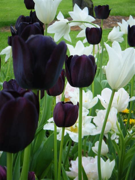 Maybe you would like to learn more about one of these? Black and White Tulips Spring 2010 Valparaiso, IN | Purple ...