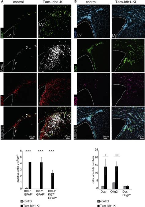 Expression Of Idh1r132h In The Murine Subventricular Zone Stem Cell