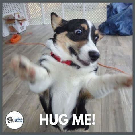 Hug Me Dog Funny Dog Memes Funny Animal Memes Funny Animals