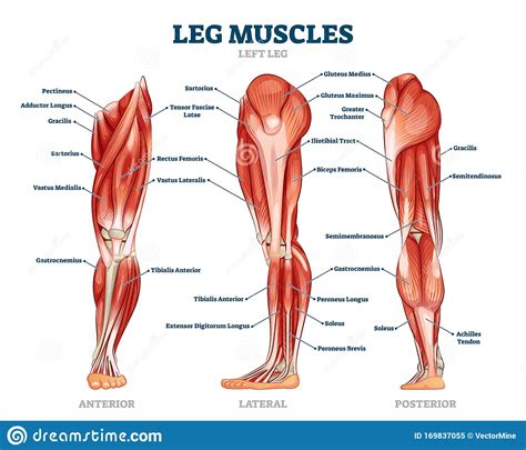 Diagram representing the posterior view of the insertion points of the quadriceps muscles and the origins of the leg muscles. Leg Muscle Anatomical Structure, Labeled Front, Side And ...