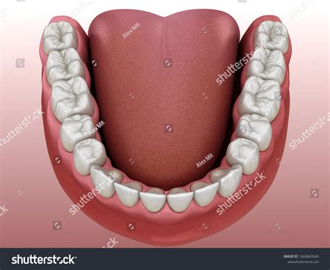 Mandibular Teeth 2 166 Images Photos Et Images Vectorielles De Stock