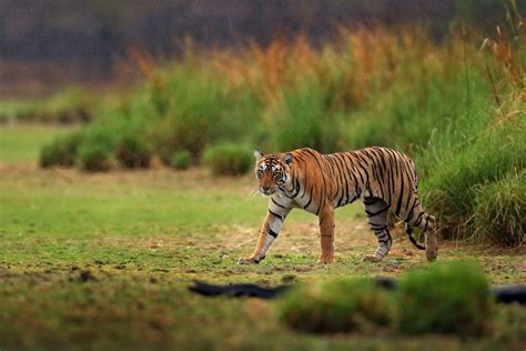 Tiger Safari In India Big Cats India Customised Tiger Safari In India