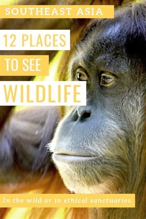12 Ethical Places To See Wildlife In Southeast Asia Travel Asia Sea