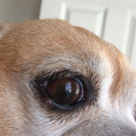My Chihuahua Has A Small Bump Which Looks Like A Pimple On His Lower