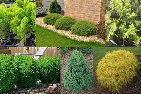 Small Evergreen Shrubs That Grow In Shade