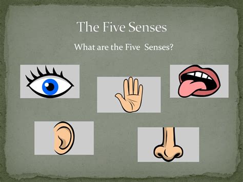 Ppt The Five Senses Powerpoint Presentation Free Download Id8861848