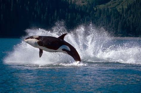 Orcas Marine Mammals Are Spreading Further Into The Arctic Ocean As