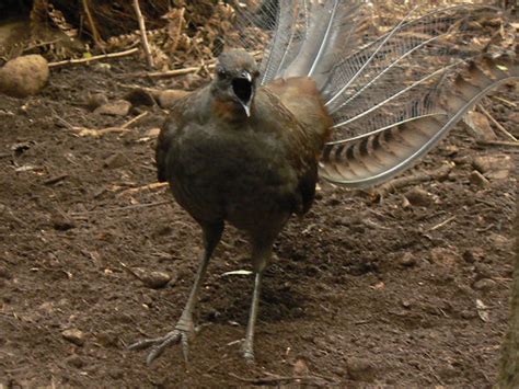 Male Superb Lyrebird In Full Cry My Panasonic Point And S Flickr