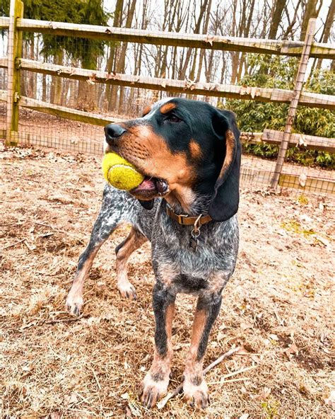 The 15 Cutest Coonhounds Currently Online Pettime