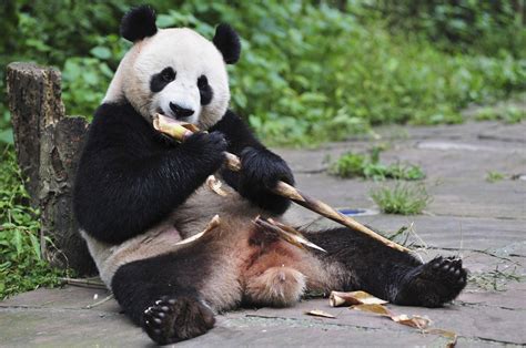 Bear Necessities Scientists Explain How Pandas Survive Eating Just