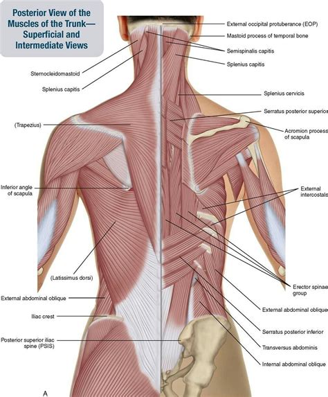 Posterior Trunk Muscles Labeled Karnivalofthearts