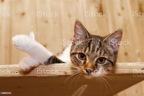 Cat Give Thumbs Up Stock Photo Download Image Now Domestic Cat