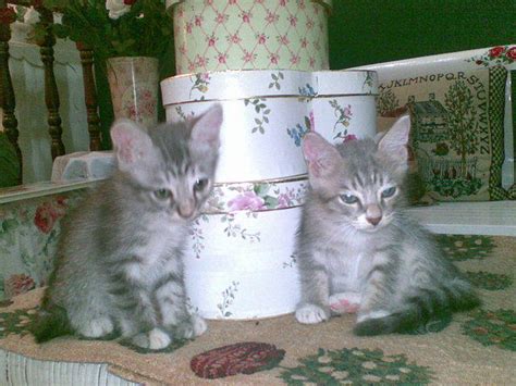 We are an open cattery, specializing in persian. kitten for sale mix persian russian blue FOR SALE ADOPTION ...