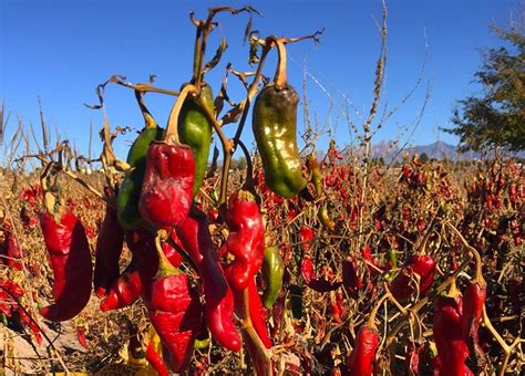 A Rare Glimpse At Traditional Crops Grown In New Mexico Usda