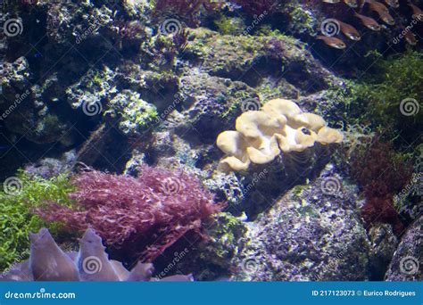 Coral Bed And Giant The Marine Life Park Sentosa Singapore Editorial