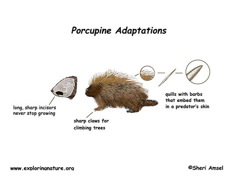 adaptations   porcupine