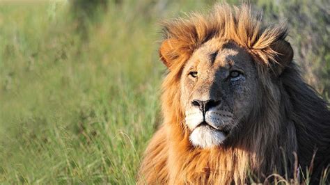 The Must See Safari Animals In Africa Shamwari Private Game Reserve