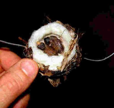 We did not find results for: Hummingbird Nests/ Eggs/ Baby Hummingbird Pictures/Photos ...