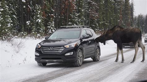why were canadians warned not to let moose lick their cars the new york times