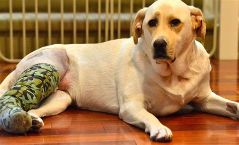 Knee Injuries In Dogs Pets Plus Uspets Plus Us