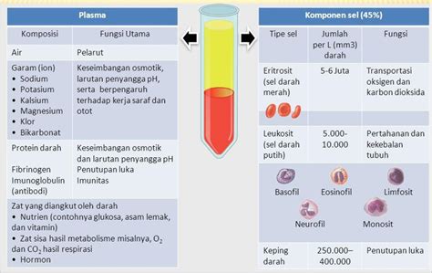 Sistem Peredaran Darah Bagian Komposisi Darah Belajar Itu Memang Asyik