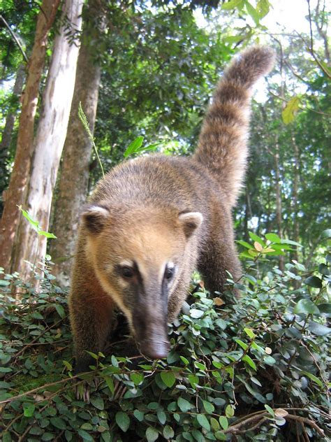 Diana Tours In Rio De Janeiro Animals You Can See In Rio De Janeiro