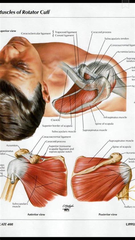 Shoulder Muscles Diagram Muscle Anatomy Human Body Anatomy Shoulder