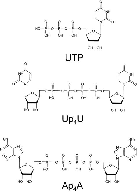 Structure Of Uridin Triphoshate Utp Diguanosine Tetraphosphate Up