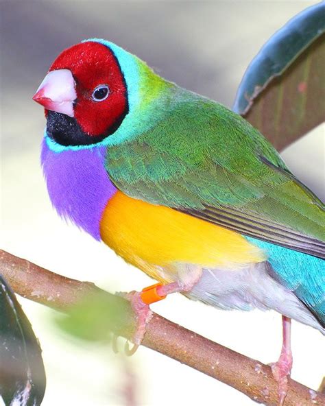 Male Gouldian Finches Are More Brightly Colored Than The Females And