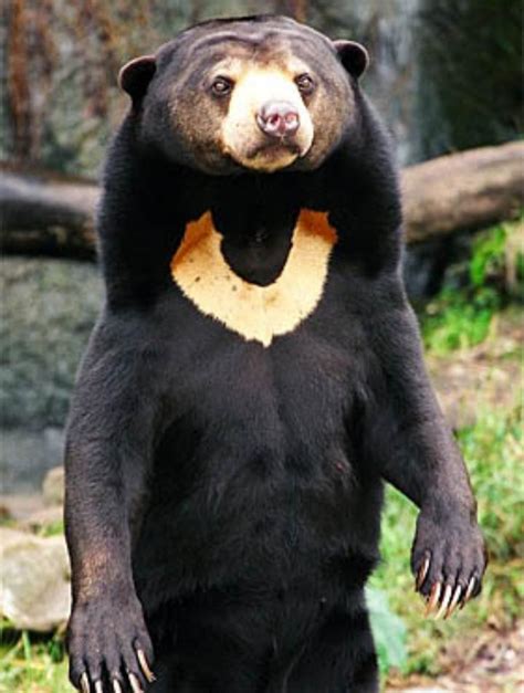 Sun Bears Native To South East Asia Are The Smallest Bears In The