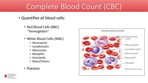 The Science Behind Cbc Understanding Your Bloodwork Youtube