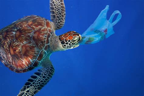 The Dangers Of Plastic To Sea Turtles