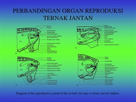 Ppt Anatomi Dan Fisi Ologi Reproduksi Ternak Oleh Nurul Isnaini