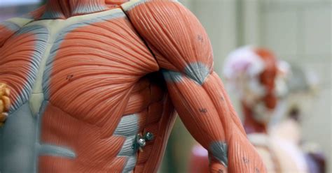 11 Functions Of The Muscular System Diagrams Facts And Structure