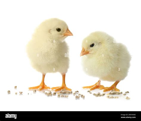 Two Cute Fluffy Chickens On White Background Stock Photo Alamy