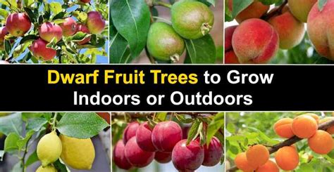 Dwarf Fruit Trees To Grow Indoors Or Outdoors With Pictures