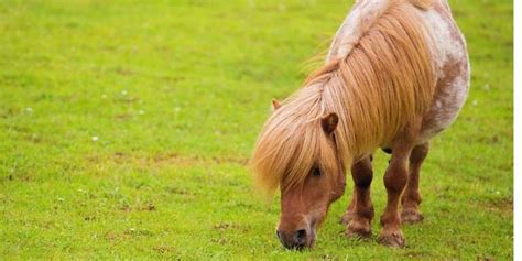 scottish horse breeds   equine desire
