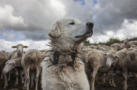 Maremma Sheepdog Wearing Traditional Anti Wolf Spiked Collar Stock