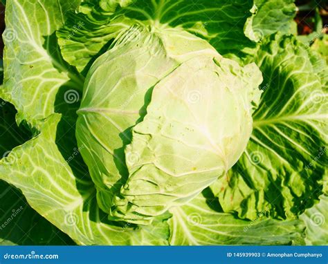 Vegetables Garden Green Cabbage Close Up Stock Image Image Of Green
