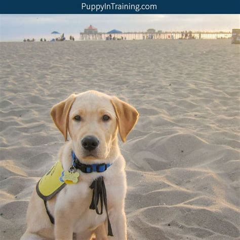How Much Does A Guide Dog Cost Puppy In Training