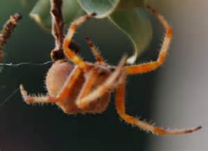 Orange Spider On A Tree Branch 2 Araneus Gemma Bugguidenet