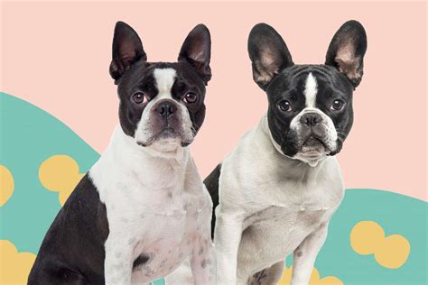 How To Tell The Difference Between A Boston Terrier Vs French Bulldog