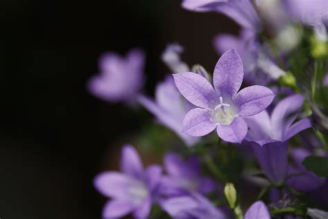 Free Images Blossom Star Purple Petal Bloom Botany Flora Wild