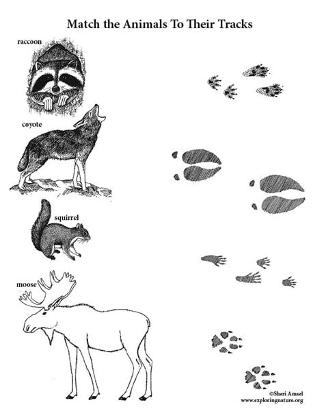 There are so many different activities for kids learning about mammals with these mammals worksheet for kindergarten. Animal Tracks Activity