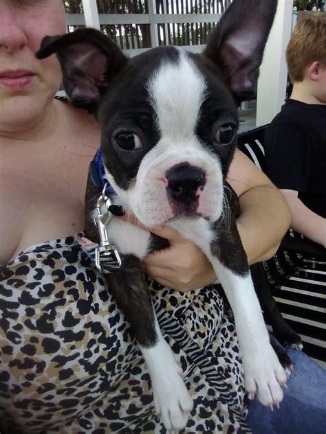 They are the silly class clown with an expressive face and charming sense of humor that will keep you always laughing. Boston Terrier Puppies For Sale | Hudson, FL #246323
