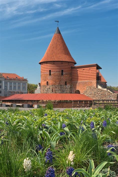 Medieval Kaunas Castle Tower And Blooming Flowers In Spring Lithuania