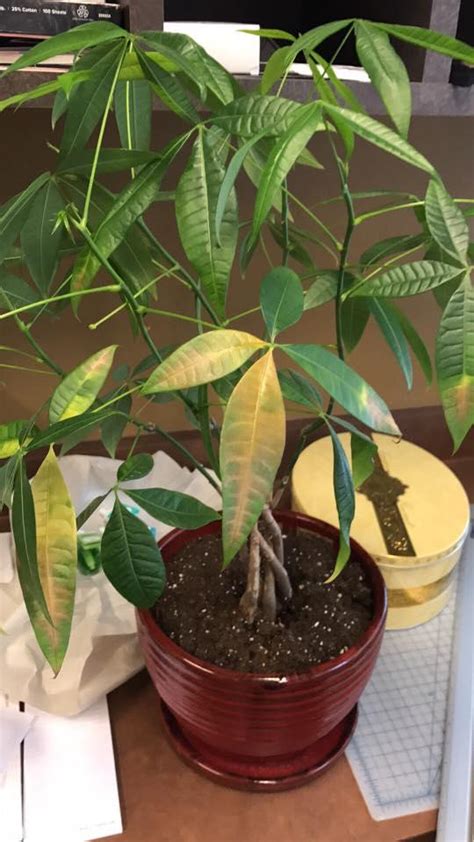 How do i care for my money tree? From the Ask Debbie Inbox - Why is My Money Tree Dying? | 1330 & 101.5 WHBL