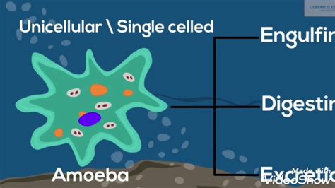 Is Amoeba Unicellular Or Multicellular