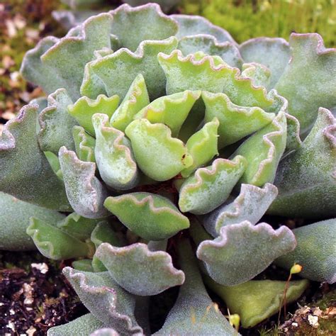 Adromischus Cristatus Crinkle Leaf Plant Mcg™