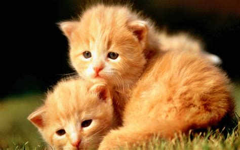 En mundoanimalia hay 673 gatos en adopción. Fotos de gatitos. MundoGatos.com